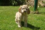 Amerikaanse Cocker Spaniel pups te koop, België, CDV (hondenziekte), 8 tot 15 weken, Meerdere