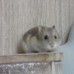 Russische dwerghamster te koop, Dieren en Toebehoren, Meerdere dieren, Hamster