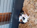 Cavia s, Dieren en Toebehoren, Knaagdieren, Cavia, Geslacht onbekend, Tam, September