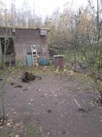 Loopeenden, Meerdere dieren, Eend