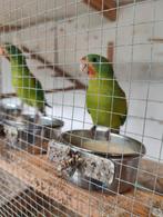 Swiftparkiet, Dieren en Toebehoren, Vrouwelijk, Parkiet, Geringd