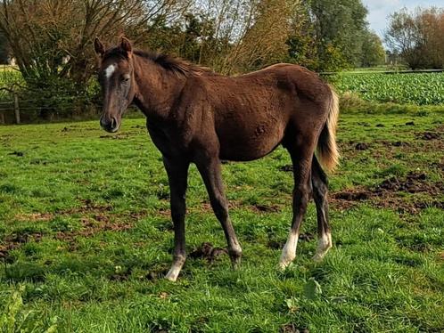 Ultra Star JM jaarling hengst, Dieren en Toebehoren, Paarden, Hengst