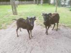 Soay-bokje, Dieren en Toebehoren, Schapen, Geiten en Varkens
