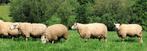 Moutons pour la Fête, Animaux & Accessoires, Mouton, Plusieurs animaux