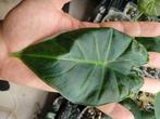 Alocasia regal shield, Huis en Inrichting, Kamerplanten, Ophalen, Overige soorten, Halfschaduw, In pot