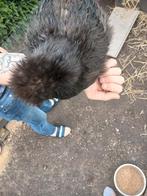 4Zijdenhoen hennen + 1zijdehoen hen met 3 kuikens., Dieren en Toebehoren, Kip