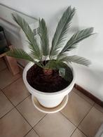 Cycas revoluta palmboom met mooie witte pot 75 euro, Tuin en Terras, Ophalen of Verzenden