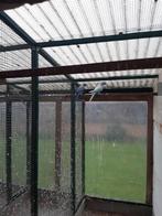 Zeer goed kweekkoppel halsbanden, Dieren en Toebehoren, Ophalen of Verzenden