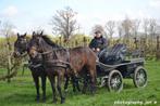 koets paard, Animaux & Accessoires, Chevaux, Jument, Vermifugé, 160 à 165 cm, 11 ans ou plus