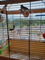 3 jonge kanaries, 12€ per stuk of alle 3 voor 30€, Dieren en Toebehoren, Vogels | Kanaries