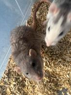 5 vrouwtjes ratten voor €20 euro op te halen, Dieren en Toebehoren, April, Rat