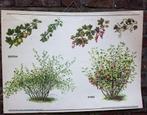 carte d'école vintage groseille groseille décoration botaniq, Enlèvement ou Envoi, Nature et Biologie
