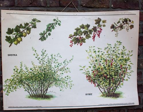 carte d'école vintage groseille groseille décoration botaniq, Antiquités & Art, Antiquités | Cartes scolaires, Nature et Biologie