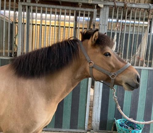 IJslander ruin 7 jaar, geen eczeem, Dieren en Toebehoren, Paarden en Pony's | Dekens en Dekjes, Gebruikt, Ophalen