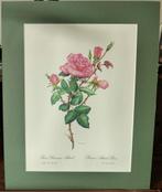 Gravure Rose Princesse Astrid & passe-partout. 40X50 CM  JLL, Ophalen