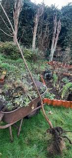 Esdoorn boom, Tuin en Terras, Planten | Bomen, Ophalen, Volle zon, Overige soorten, 400 cm of meer