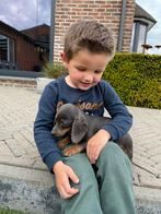 Blue & tan kortharige teckel pups, Animaux & Accessoires, Chiens | Teckels & Bassets, Plusieurs, Belgique, 8 à 15 semaines, Éleveur | Professionnel