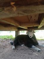 Herdwick ram, Dieren en Toebehoren, Schapen, Geiten en Varkens