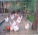 Kippen Leghorn, Kip