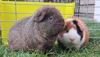 2 us teddy cavia zeugjes, Dieren en Toebehoren, Knaagdieren en Konijnen | Toebehoren, Ophalen, Zo goed als nieuw