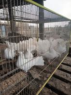 Pauwstaartjes, Ophalen