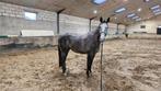 5 jarige Schimmel merrie te koop 1.70cm groot, Dieren en Toebehoren, Paarden, Merrie, Springpaard, Gechipt, Zadelmak