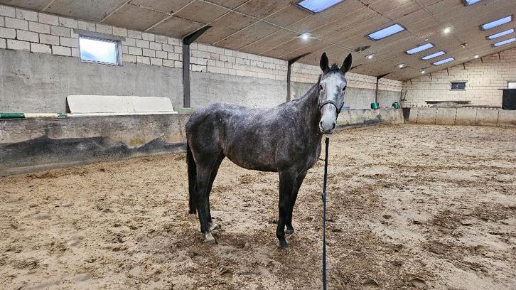 5 jarige Schimmel merrie te koop 1.70cm groot, Dieren en Toebehoren, Paarden, Merrie, Zadelmak, 170 tot 175 cm, 3 tot 6 jaar, Springpaard