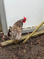 Haan lente 2025 blauw, Dieren en Toebehoren, Pluimvee