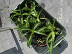 Chlorophytum Comosum Bonnie | Vetplant graslelie, Maison & Meubles, Plantes d'intérieur, Enlèvement, Plante succulente