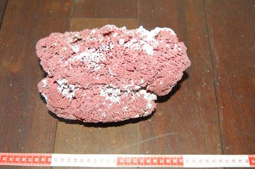 Orgelpijp koraal rood koraal, Verzamelen, Mineralen en Fossielen, Schelp(en), Ophalen of Verzenden
