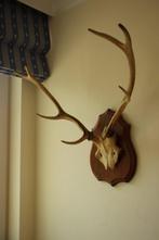 Taxidermie gewei hert 8-ender, Verzamelen, Dierenverzamelingen, Ophalen, Gebruikt, Hert, Gewei of Kop
