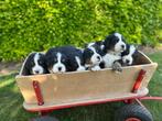 Berner Sennen met Stamboom, Dieren en Toebehoren, Honden | Bulldogs, Pinschers en Molossers, België, Fokker | Hobbymatig, CDV (hondenziekte)