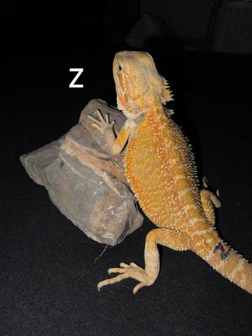 Zeer mooi gekleurd orange baardagaam-mannetje beschikbaar voor biedingen
