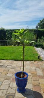 Brugmansia giant peach, Tuin en Terras, Planten | Tuinplanten, Ophalen