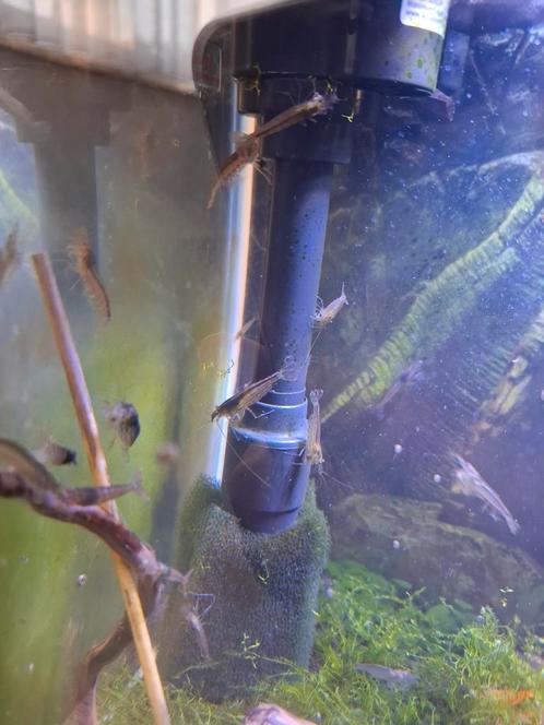 Japonica garnaal (amano garnaal), Dieren en Toebehoren, Vissen | Aquariumvissen