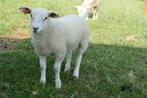 Magnifique agneau Swifter, Animaux & Accessoires, Femelle, Mouton