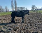 Trekpaarden te koop, Dieren en Toebehoren, Gechipt, Hengst, 3 tot 6 jaar, Onbeleerd