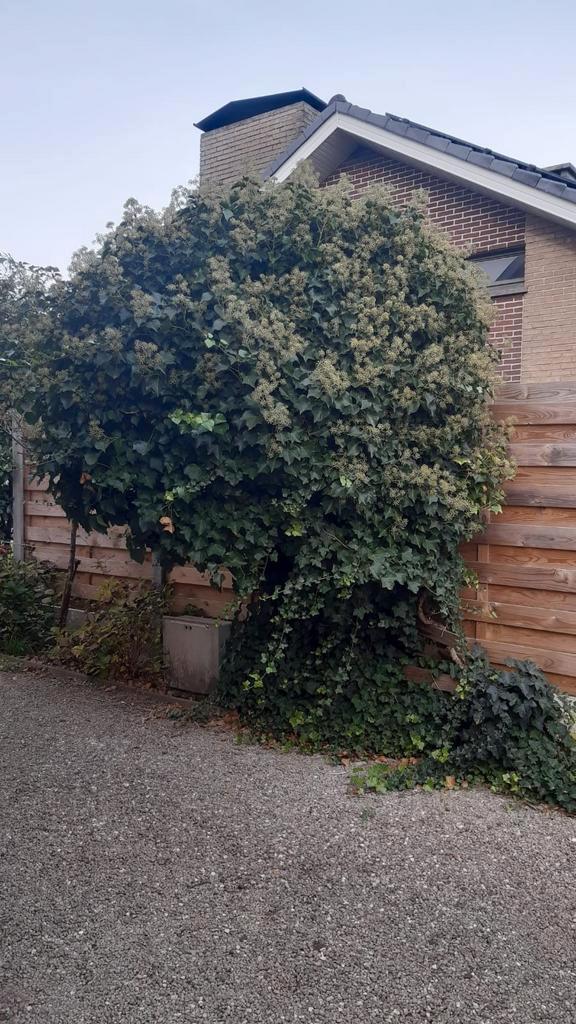 Klimopstruik, Tuin en Terras, Planten | Struiken en Hagen, Haag, Ophalen