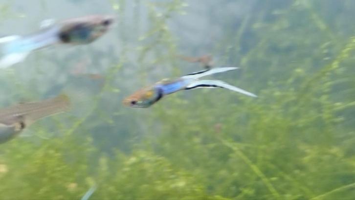 Endler guppy fish (verpakking van 10), Dieren en Toebehoren, Vissen | Aquaria en Toebehoren, Zo goed als nieuw, Ophalen