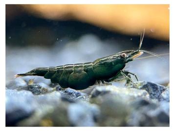 Crevettes vert foncé - neocaridina 'dark green jade' disponible aux enchères