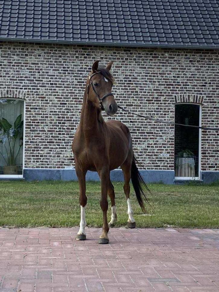 Welsh merrie, Dieren en Toebehoren, Pony's, Merrie, M, C pony (1.27m tot 1.37m), 3 tot 6 jaar, Met stamboom, Gechipt, Ontwormd