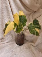 Monstera Thai Constellation stek, Huis en Inrichting, Kamerplanten, Ophalen, Overige soorten, Halfschaduw, Minder dan 100 cm