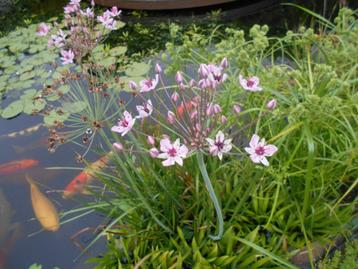 zuurstofplanten, krabbescheren,snoekkruid, lelie, wateraardb disponible aux enchères