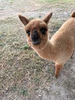 Jong Alpacas, Dieren en Toebehoren, Overige Dieren, Juni, Mannelijk