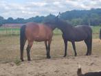 Woning met mogelijkheid paarden aan huis, Immo