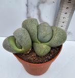Pleiospilos nelii, Verzenden
