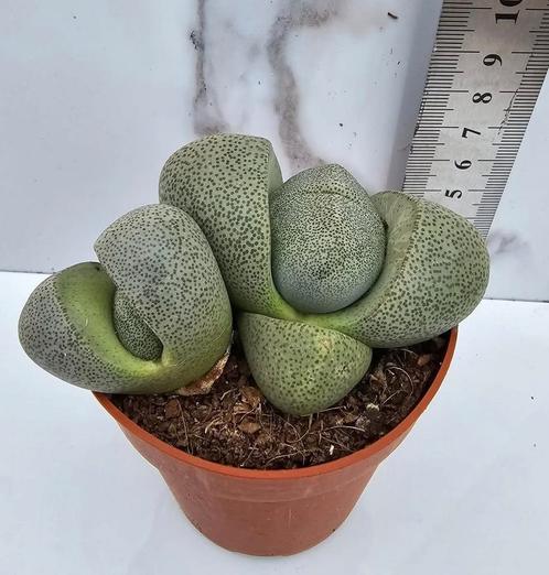 Pleiospilos nelii, Huis en Inrichting, Kamerplanten, Verzenden