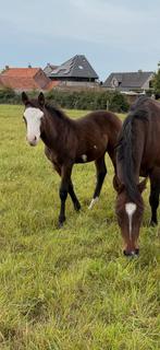 Sorrel overo, Dieren en Toebehoren, Paarden, Minder dan 160 cm, 0 tot 2 jaar, Hengst, Ontwormd