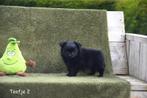 Heel mooie Pomchi pupjes, Dieren en Toebehoren, Honden | Chihuahua's en Gezelschapshonden, België, Overige rassen, CDV (hondenziekte)