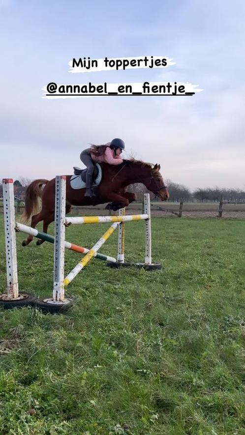 D- pony, Dieren en Toebehoren, Pony's, D pony (1.37m tot 1.48m), Springpony, 11 jaar of ouder, Ingeënt